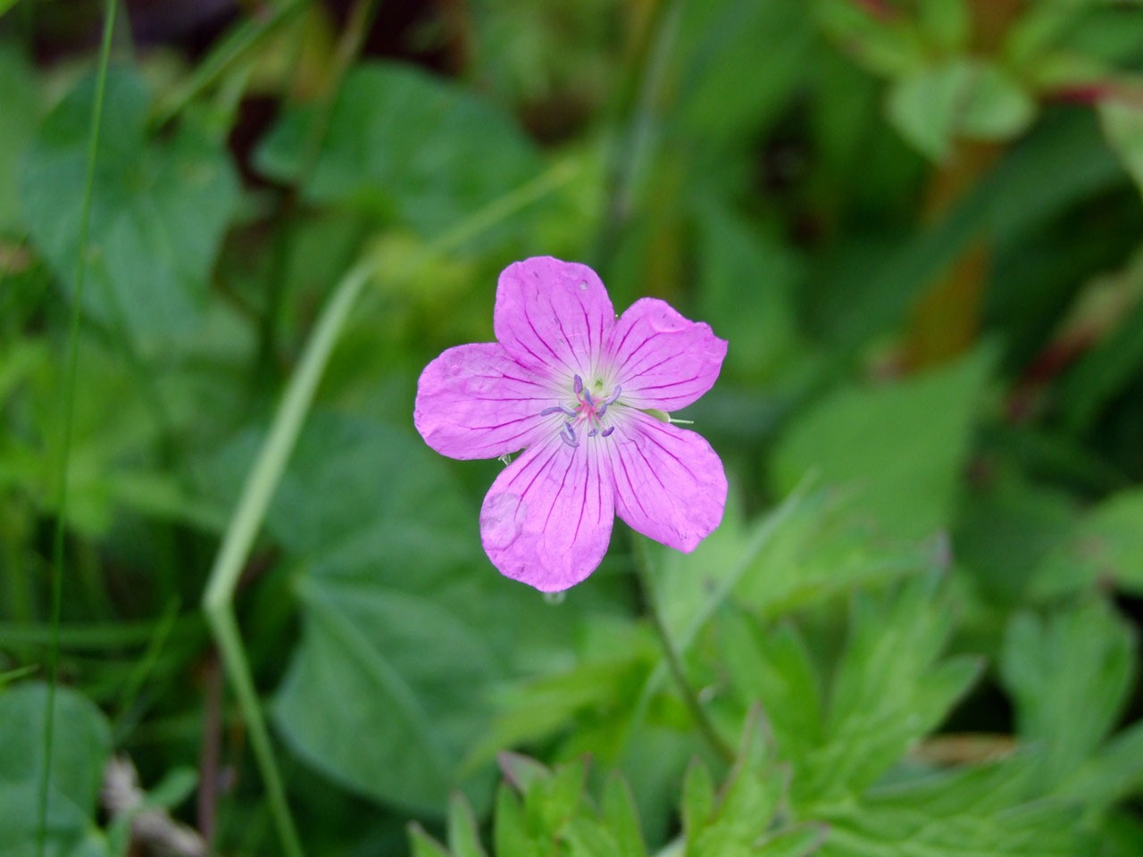 Wild Geranium Flower